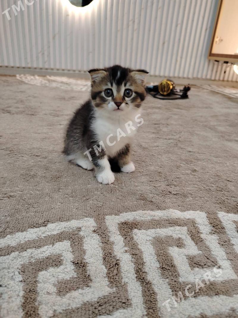 Котёнок - Hazar - img 3