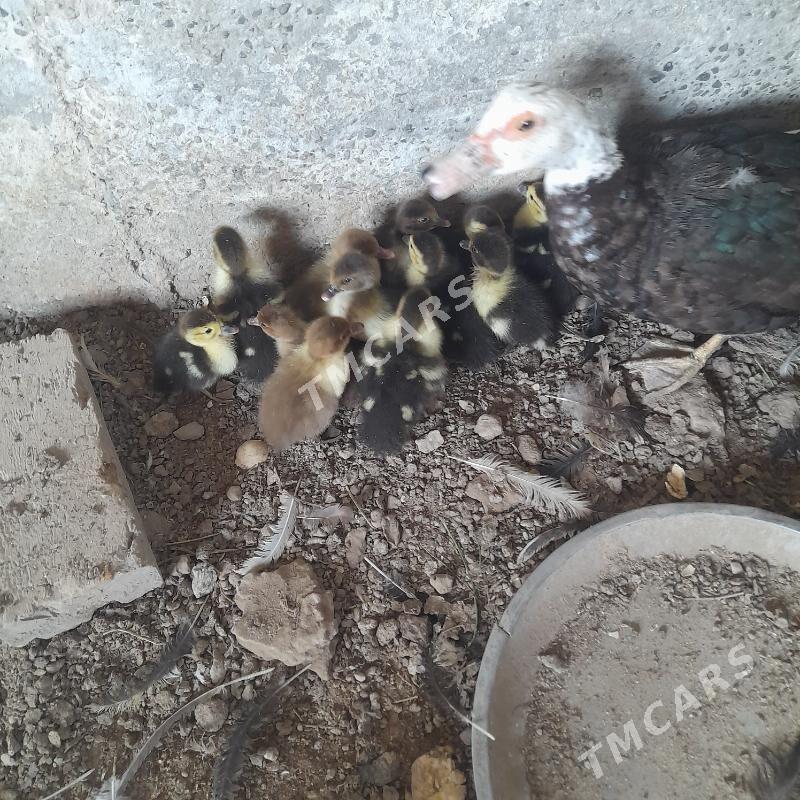 muskus jüje - Türkmenabat - img 2