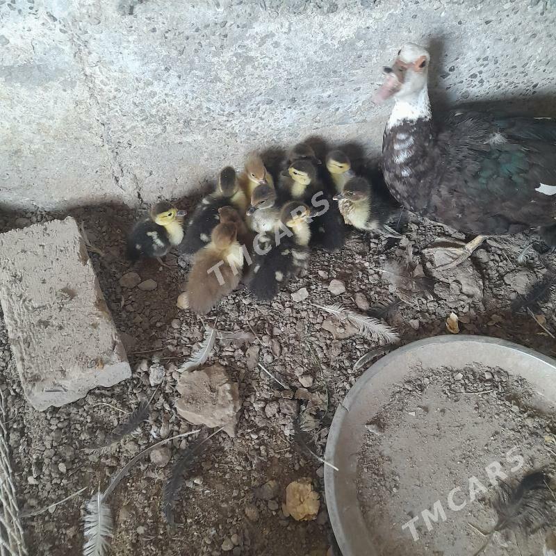 muskus jüje - Türkmenabat - img 3