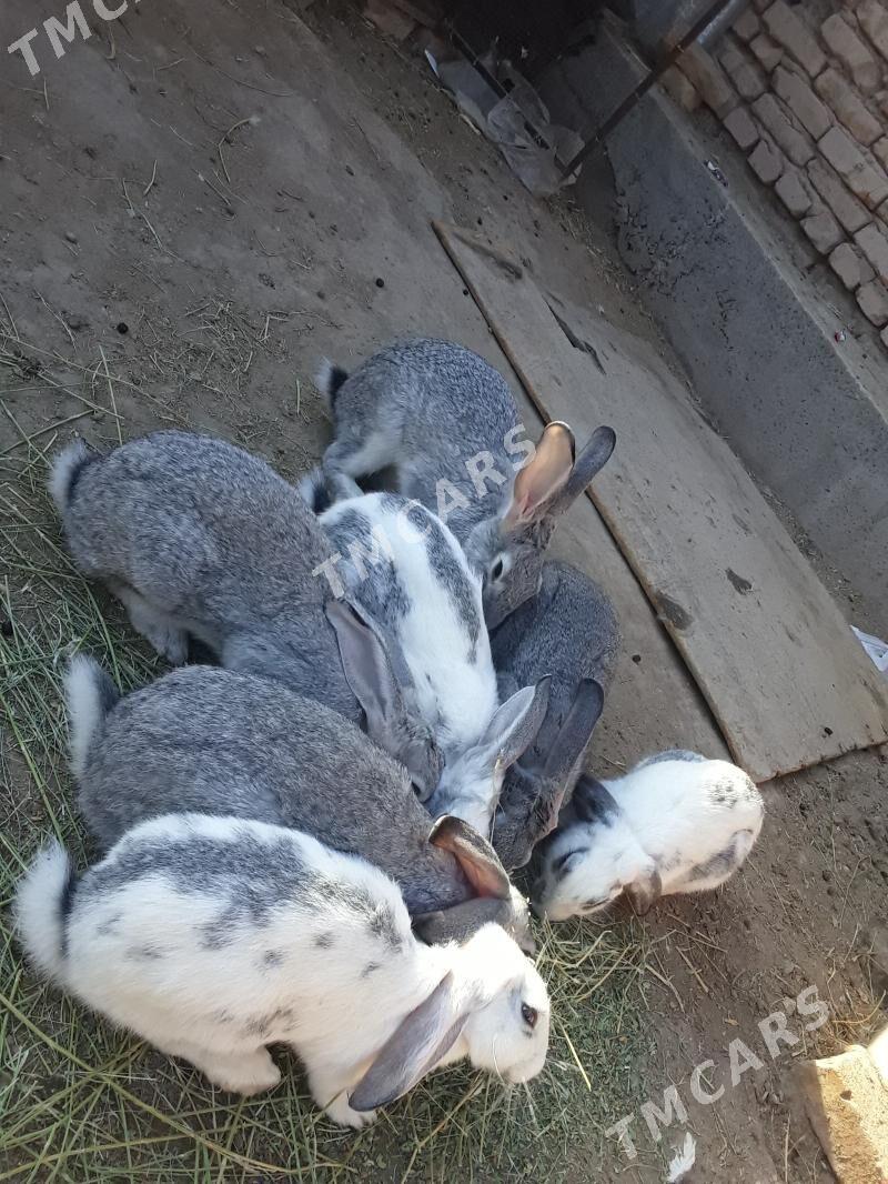 polvelikan - Türkmenabat - img 2
