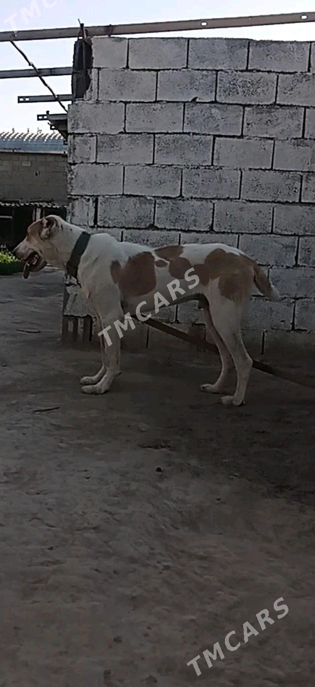 alabay iti - Aşgabat - img 2