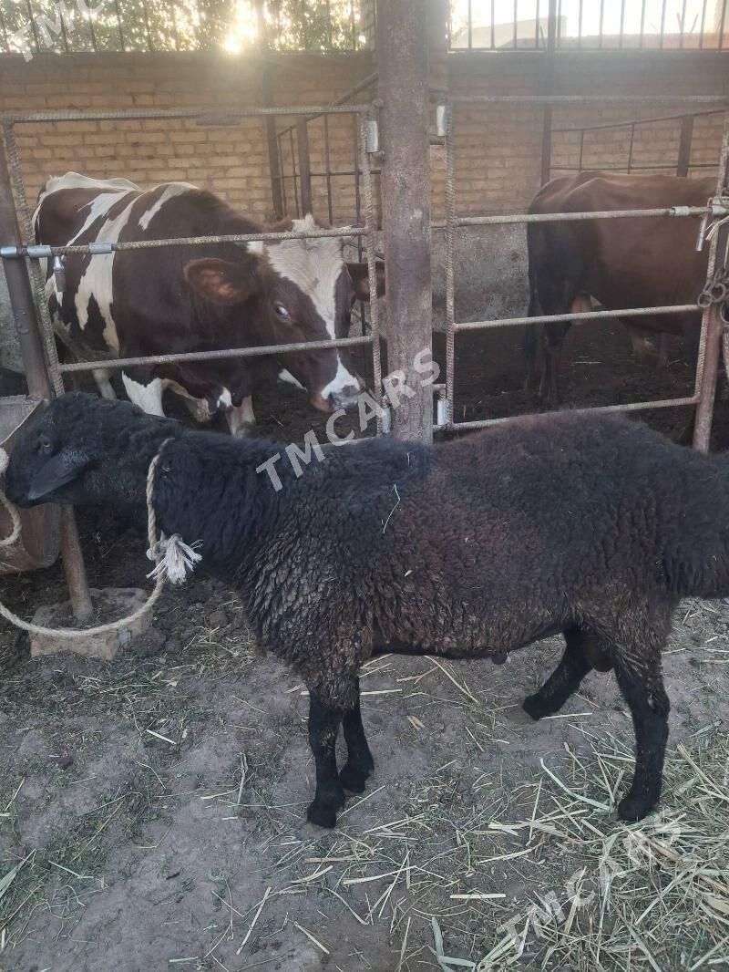 kockar - Türkmenabat - img 2