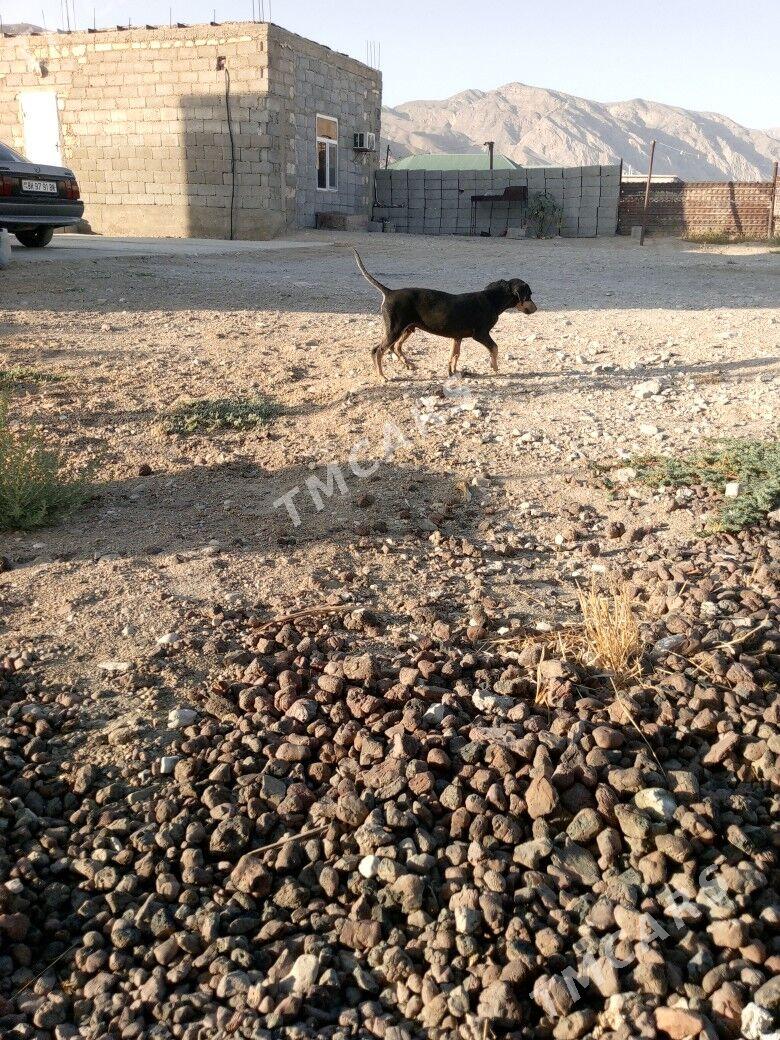 BOBİK - Balkanabat - img 5