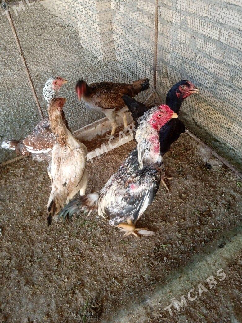 towuklar - Çärjew - img 3