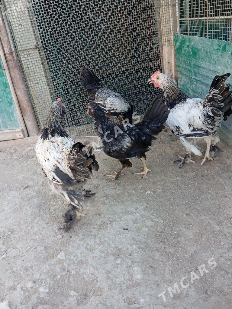 horazlar - Balkanabat - img 2
