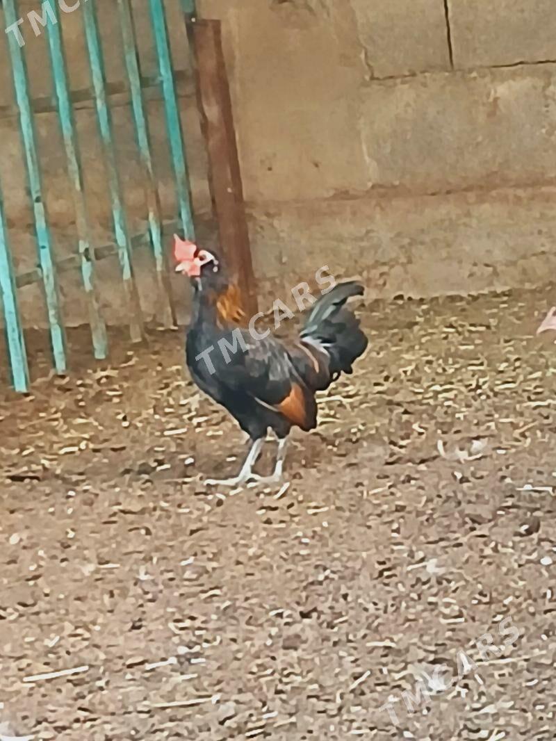 karlik horaz - Çoganly - img 1
