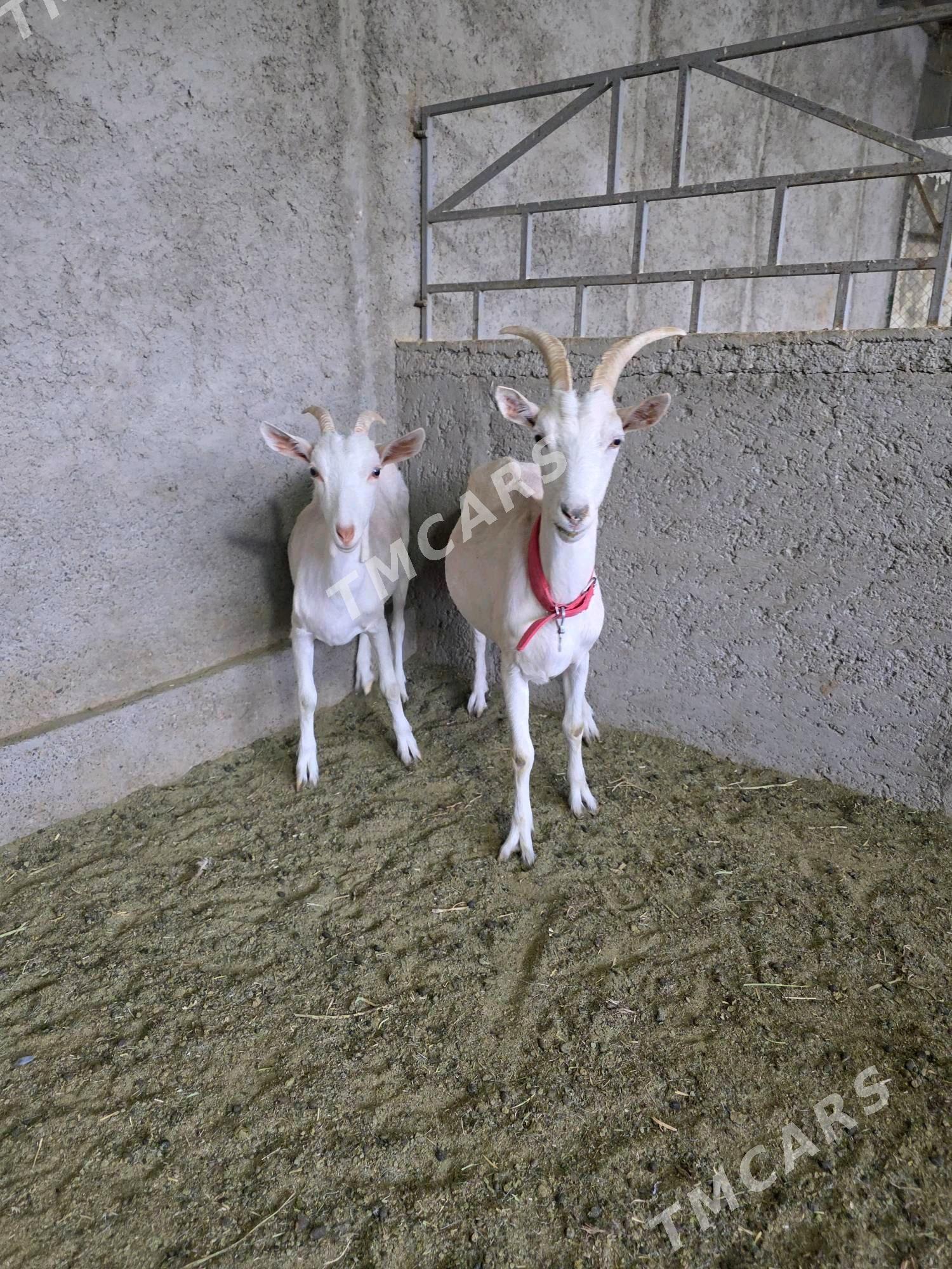 Süýtli geçiler - Анев - img 2