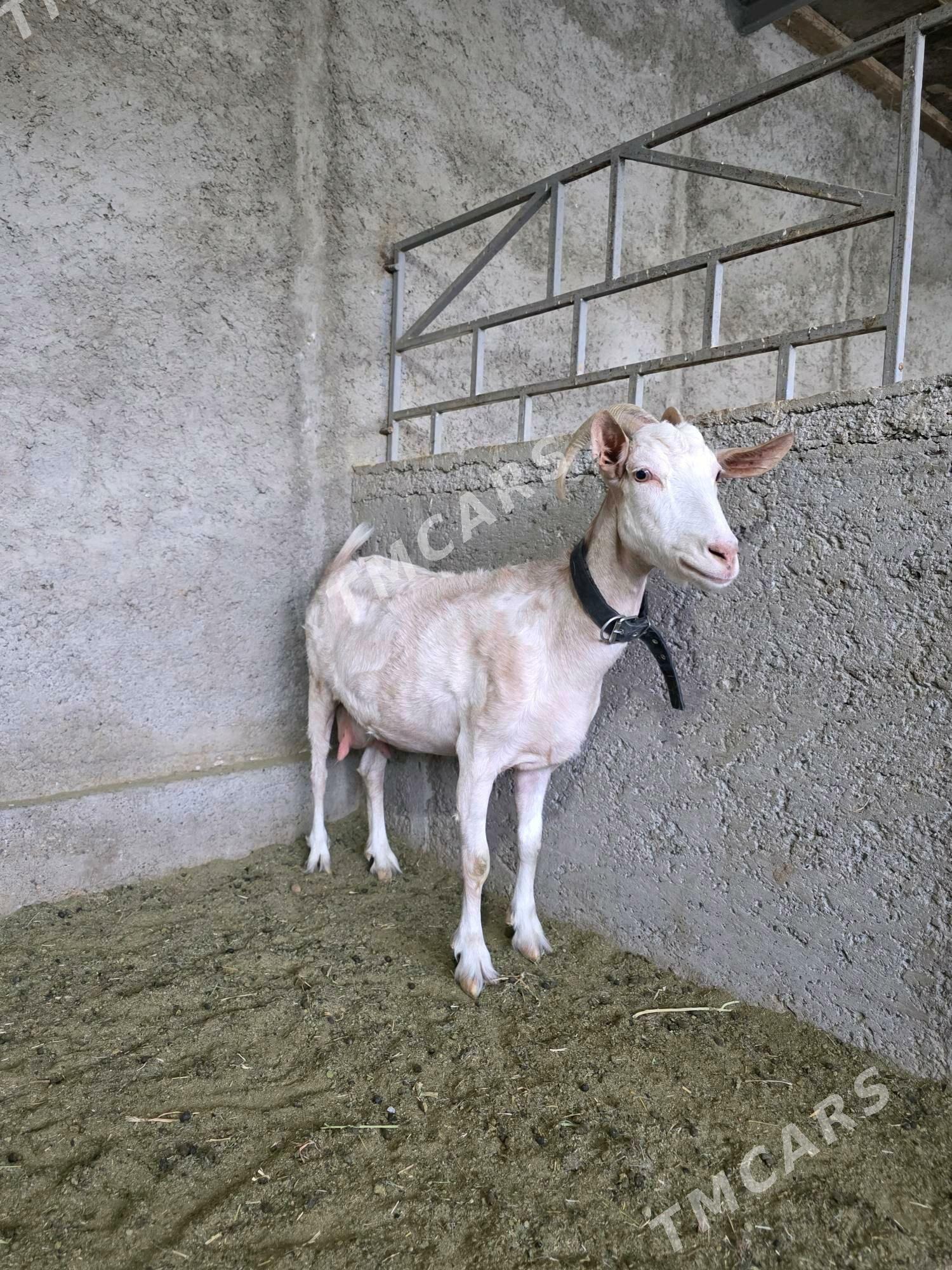 Süýtli geçiler - Анев - img 7