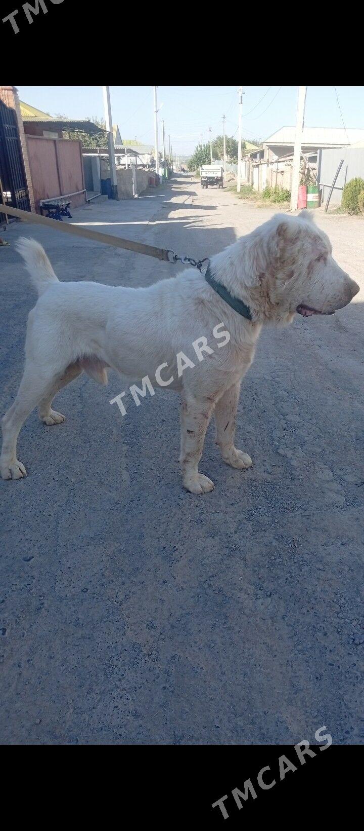 ALABAY İT - Aşgabat - img 2