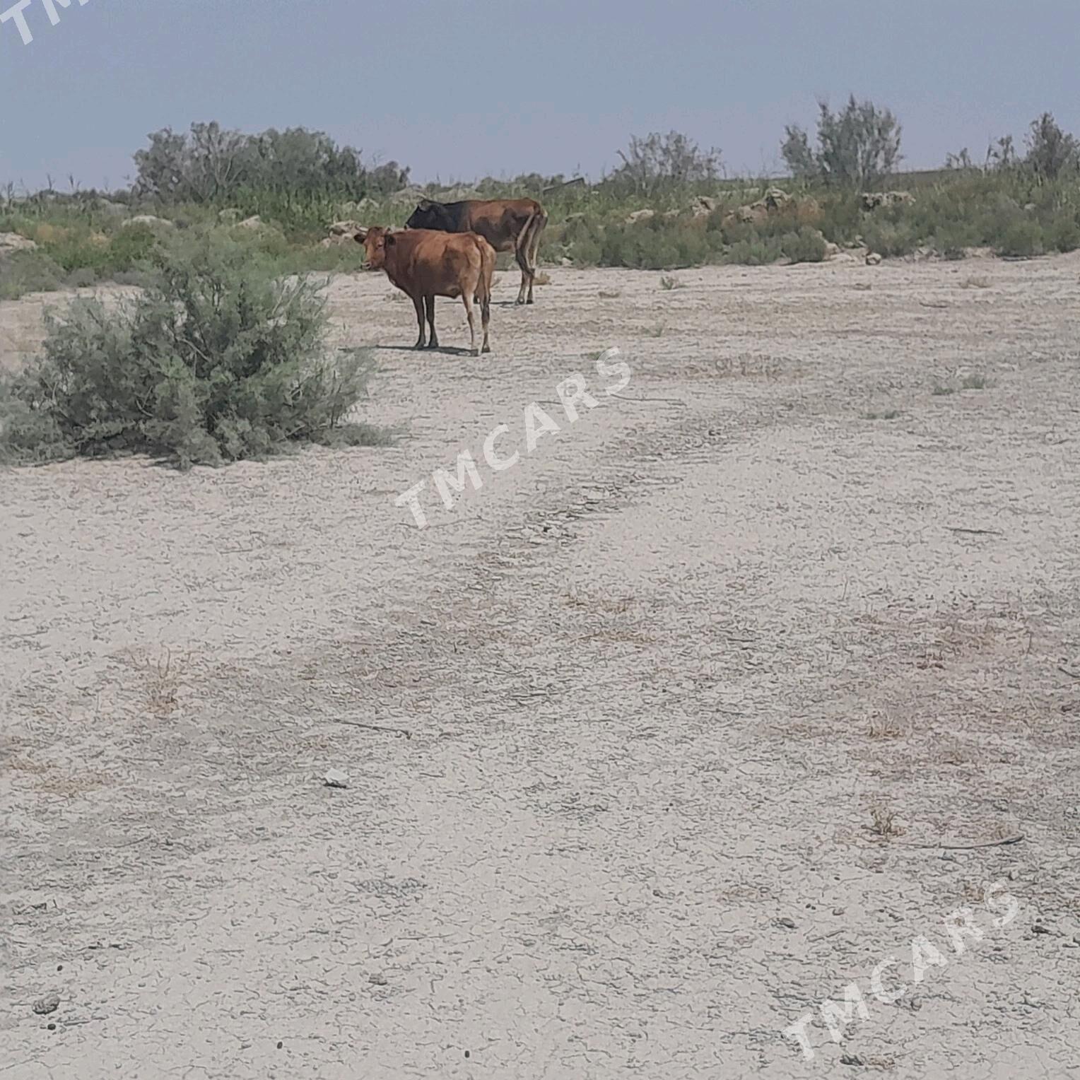 sygyr 6 sany6 sygyr - Bereket - img 4