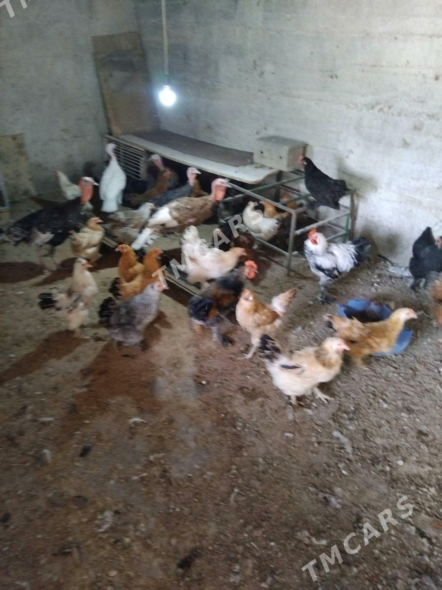 Towuklar - Bagyr - img 3