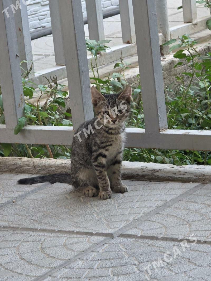 кот - 30 мкр - img 2