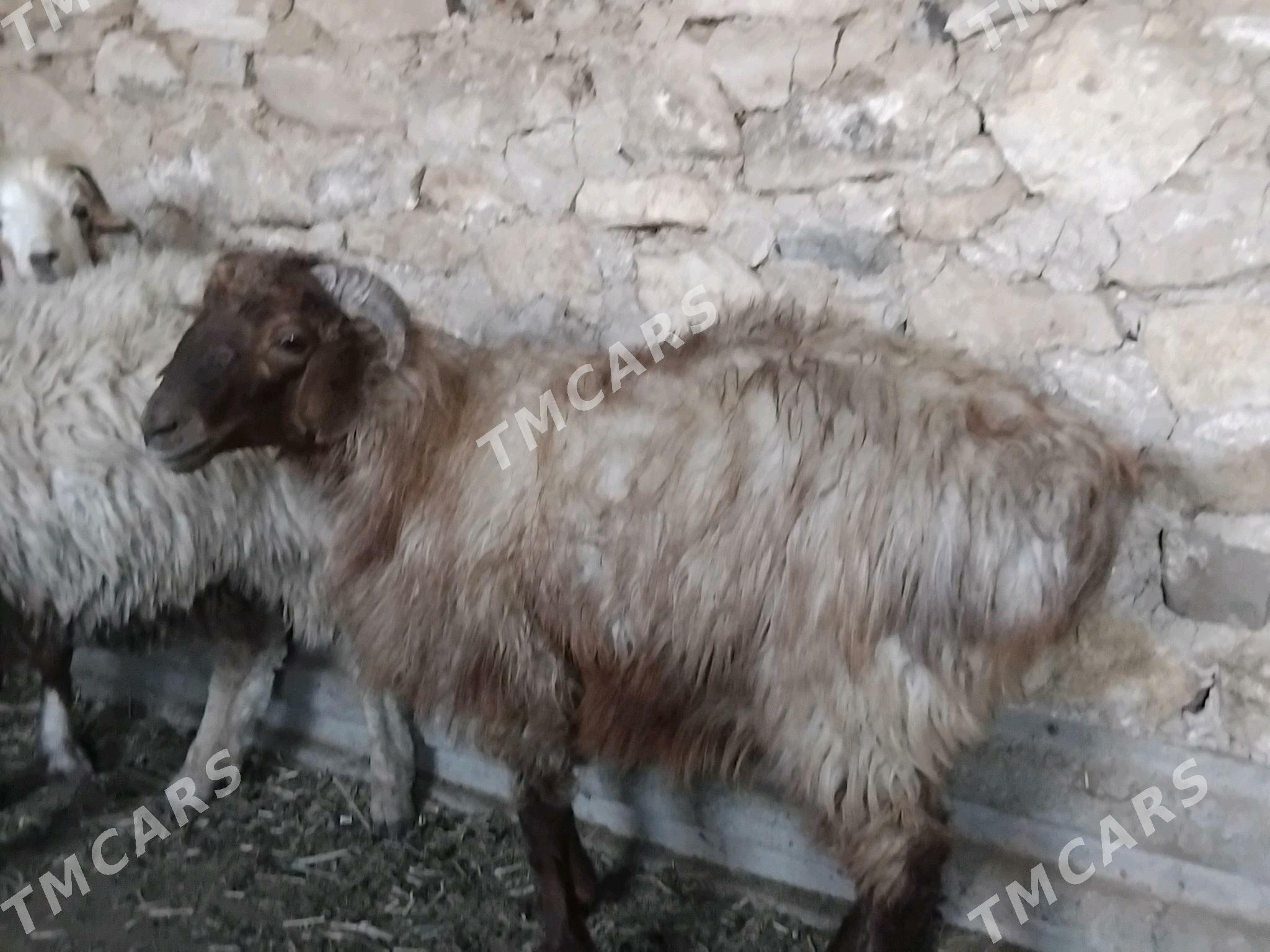 erkeç we goýun - Gyzylarbat - img 3