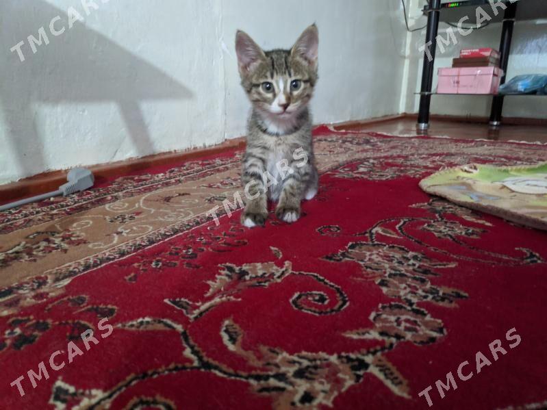 Отдаём котят. - Байрамали - img 4