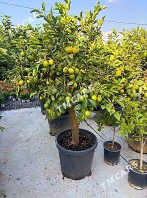 limon - Gökdepe - img 4