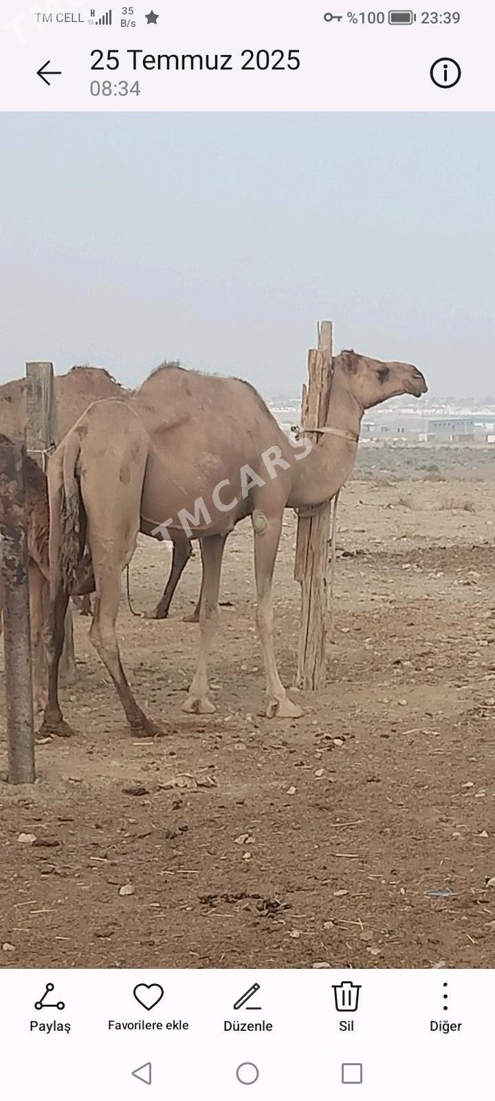 Кошеклы дуйе - Jebel - img 2