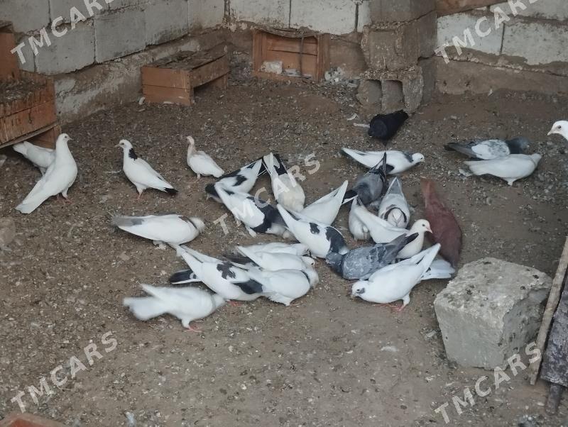 kepderi - Türkmenbaşy - img 2