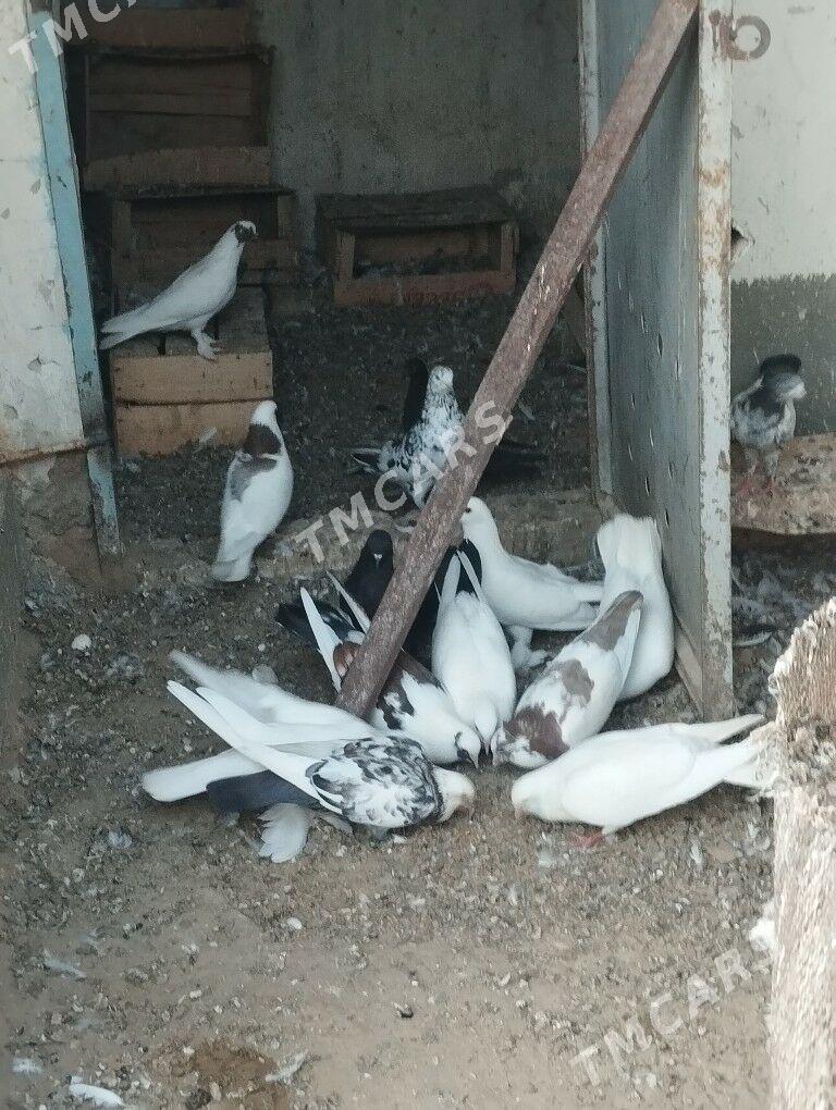 kepderi - Türkmenbaşy - img 3