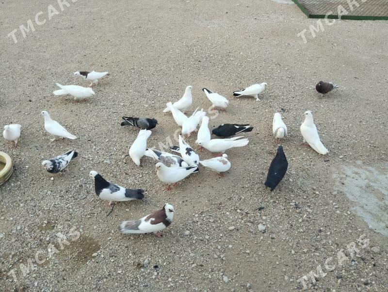 kepderi - Türkmenbaşy - img 5
