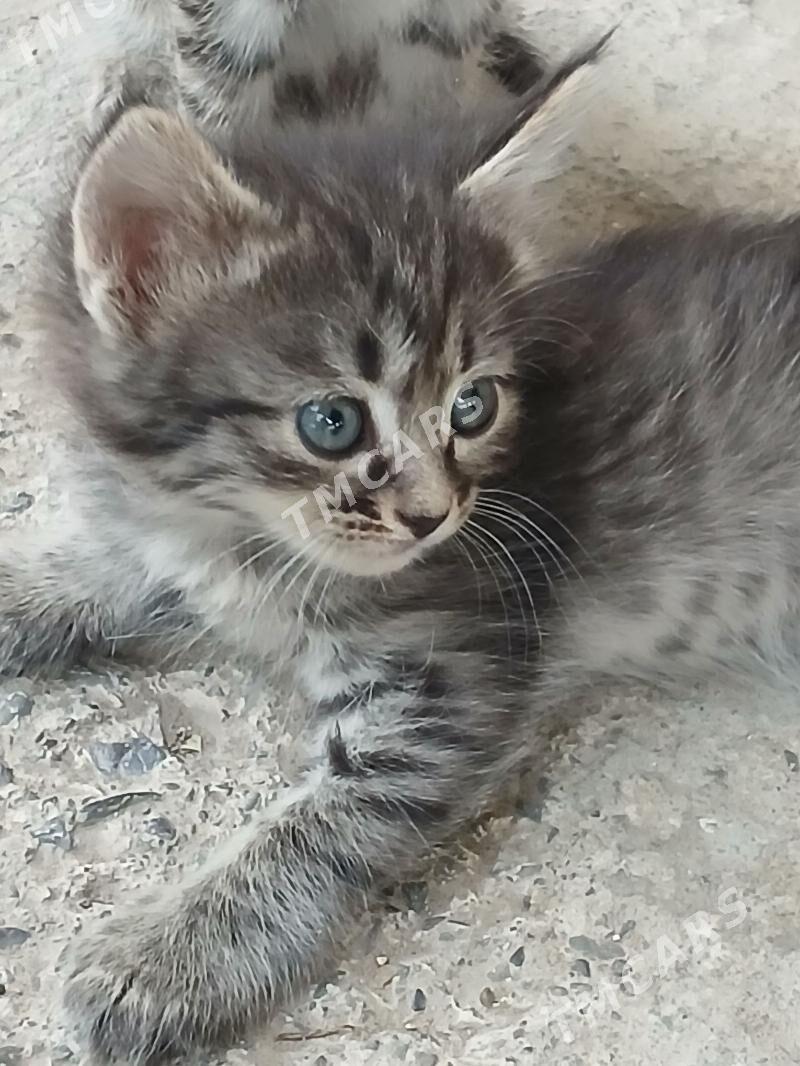 pişijekler, 2 aÿlyk, urkaçy - Анев - img 2