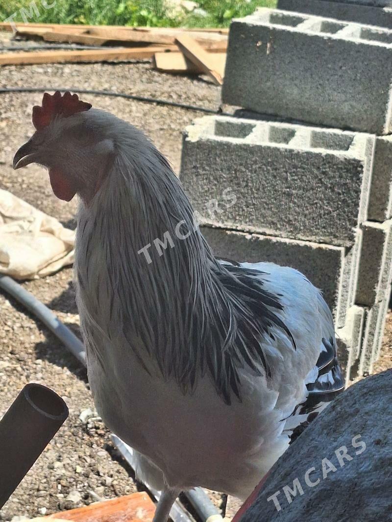 Gök yumurtga beryan paroda - Arkadag - img 3