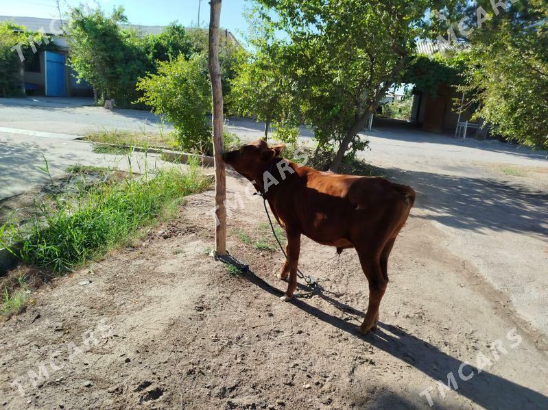 öküzçe we gunajyn - Sakar - img 1