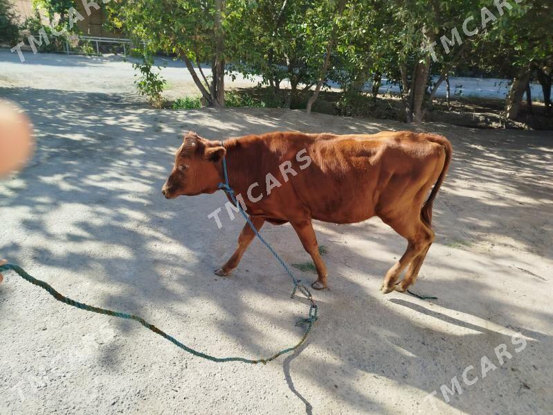 öküzçe we gunajyn - Sakar - img 2