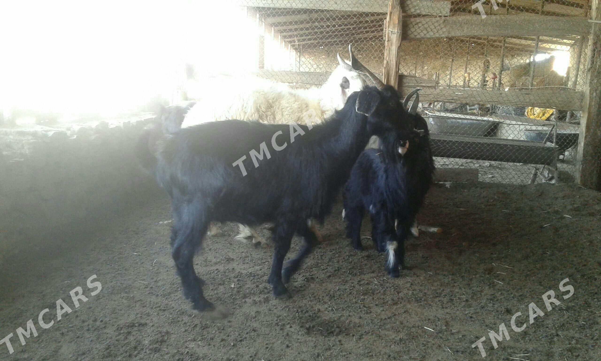 gysyr geci - Bereket - img 2
