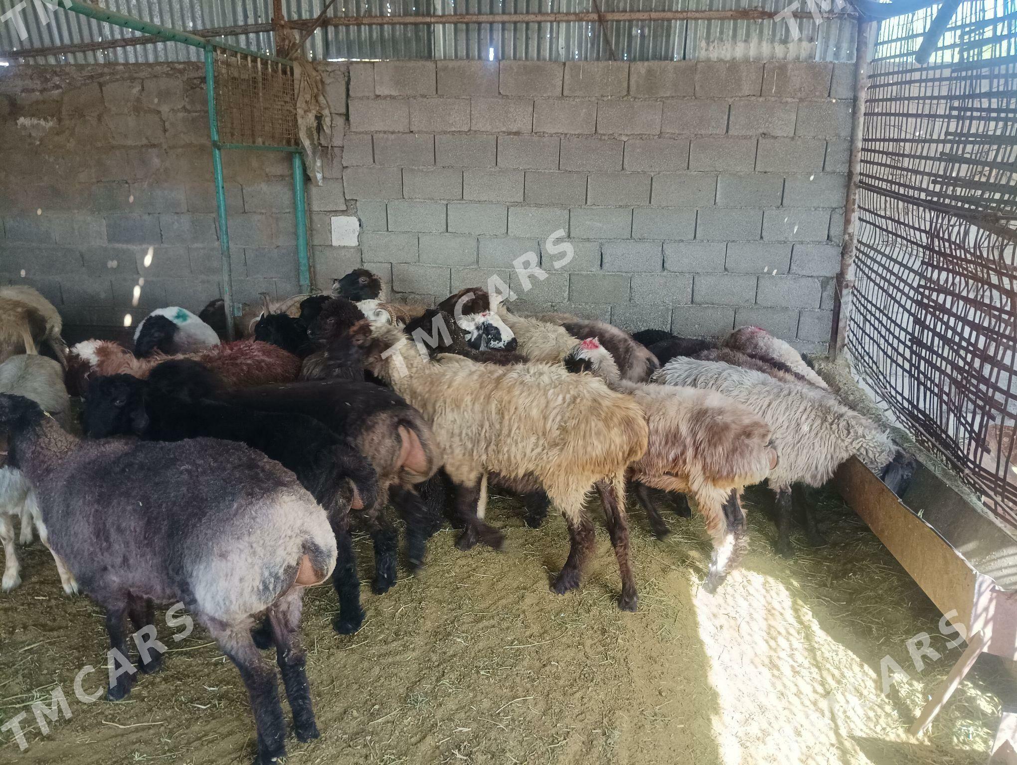semiz malar - Aşgabat - img 2