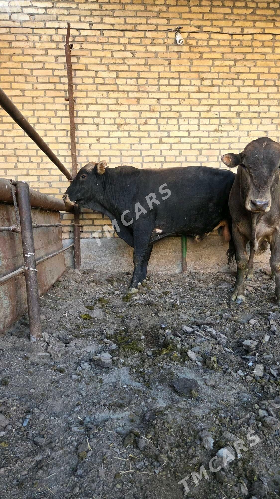 Ökùz Sygyr - Мары - img 2