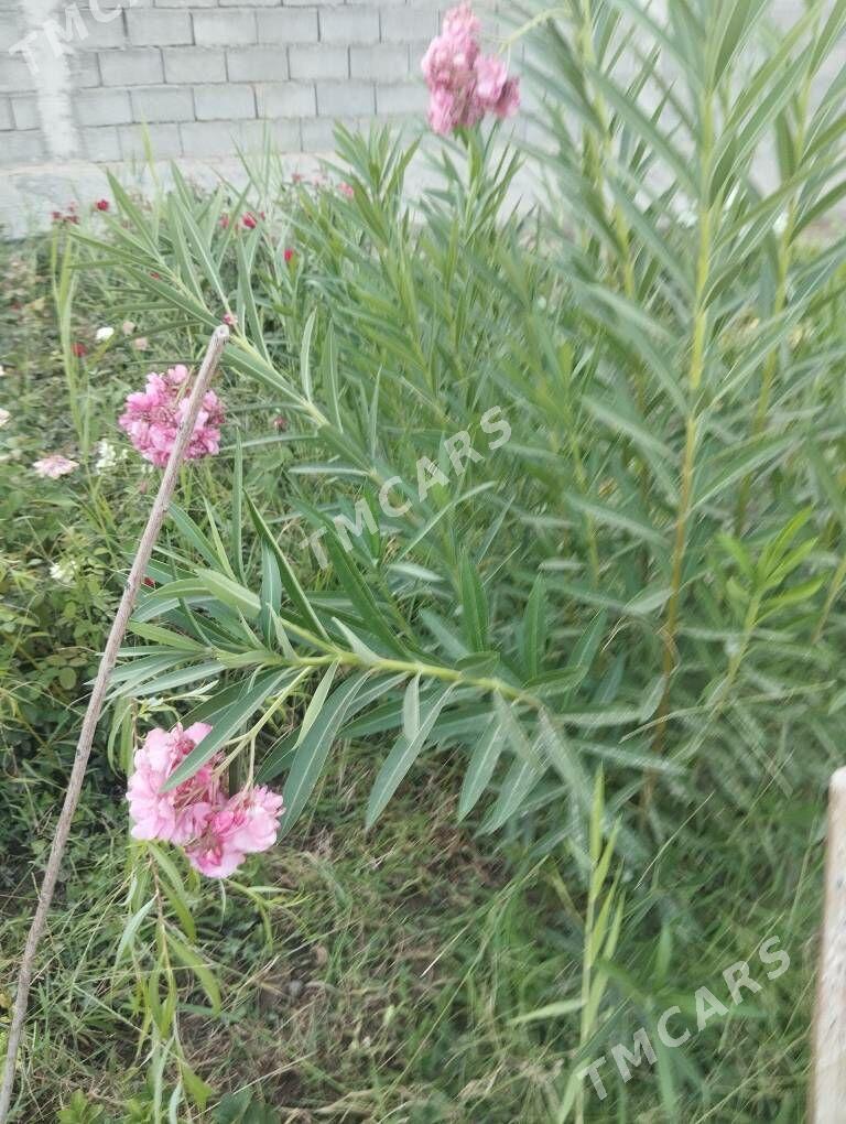Oleander - Анев - img 2