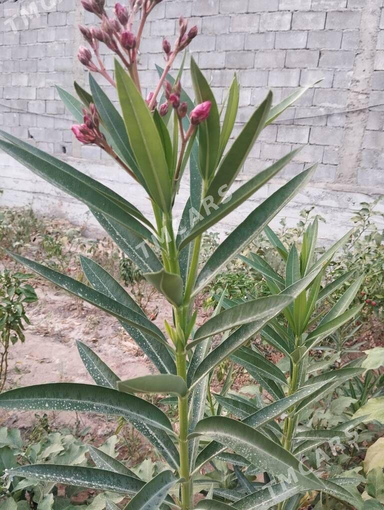 Oleander - Анев - img 3