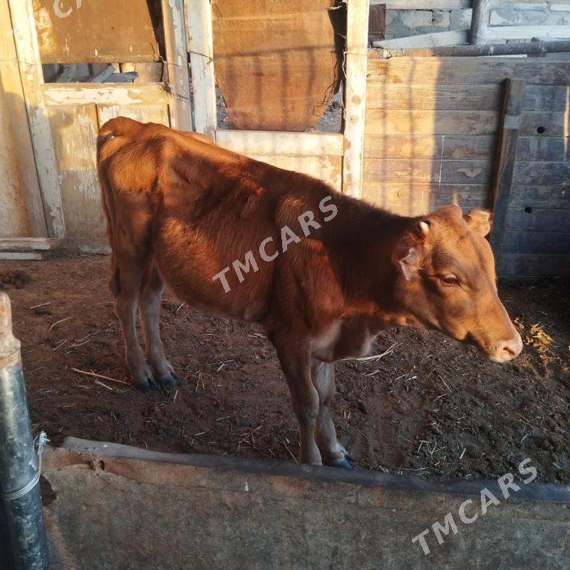 Göle - Bereket - img 2