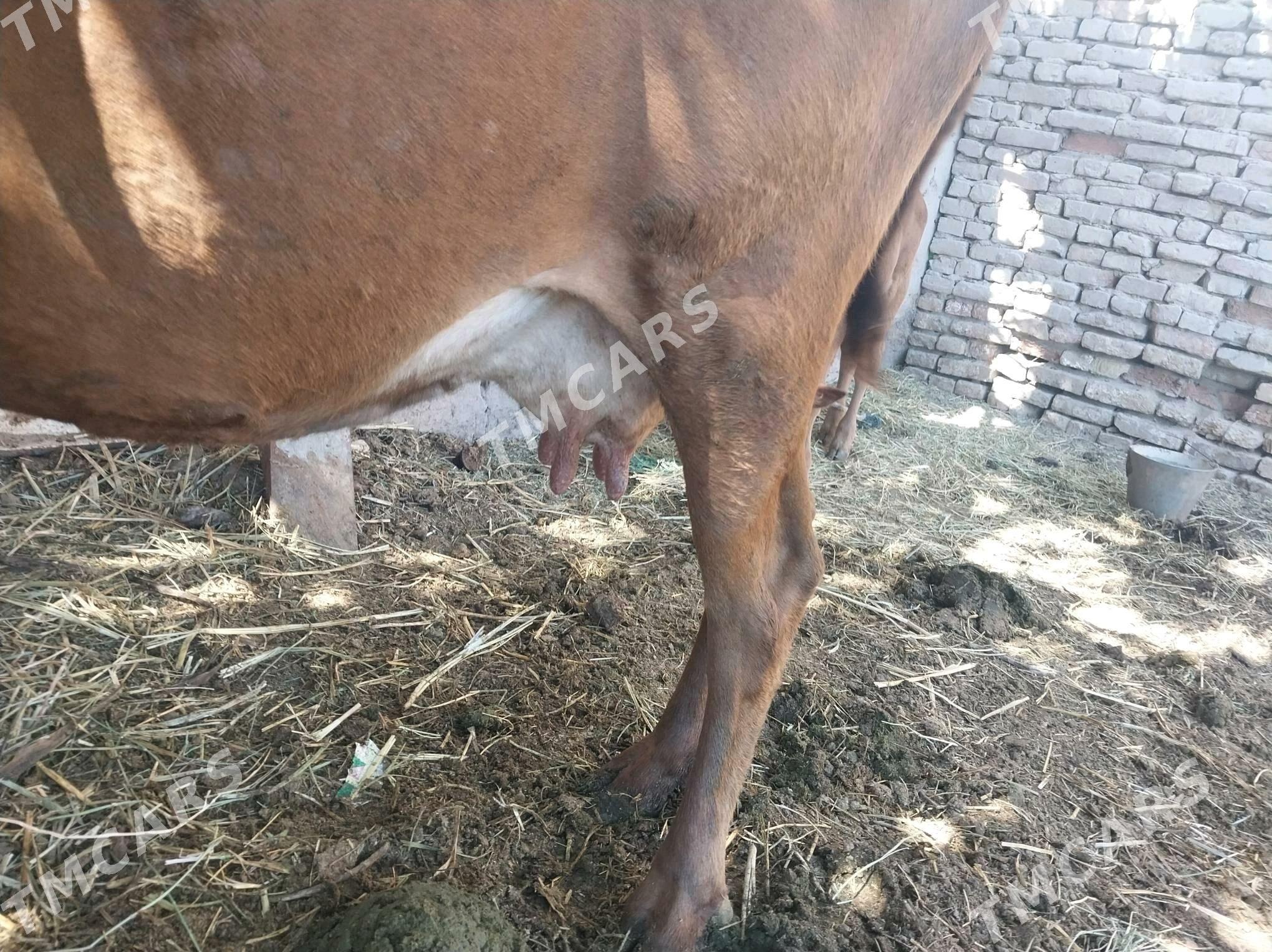 suytli unajin - Türkmenabat - img 2