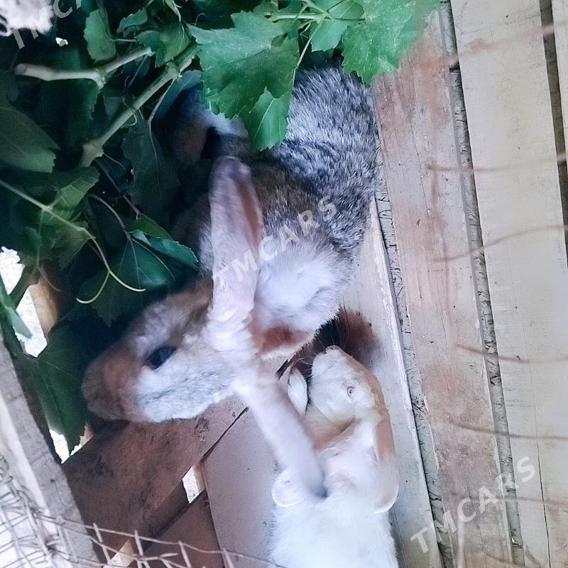 Tovşan - Daşoguz - img 3