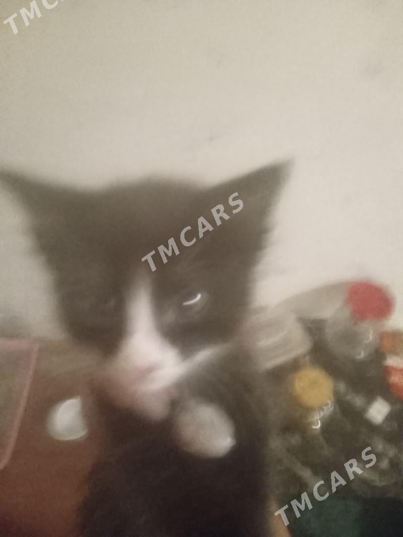 котята - Türkmenabat - img 2