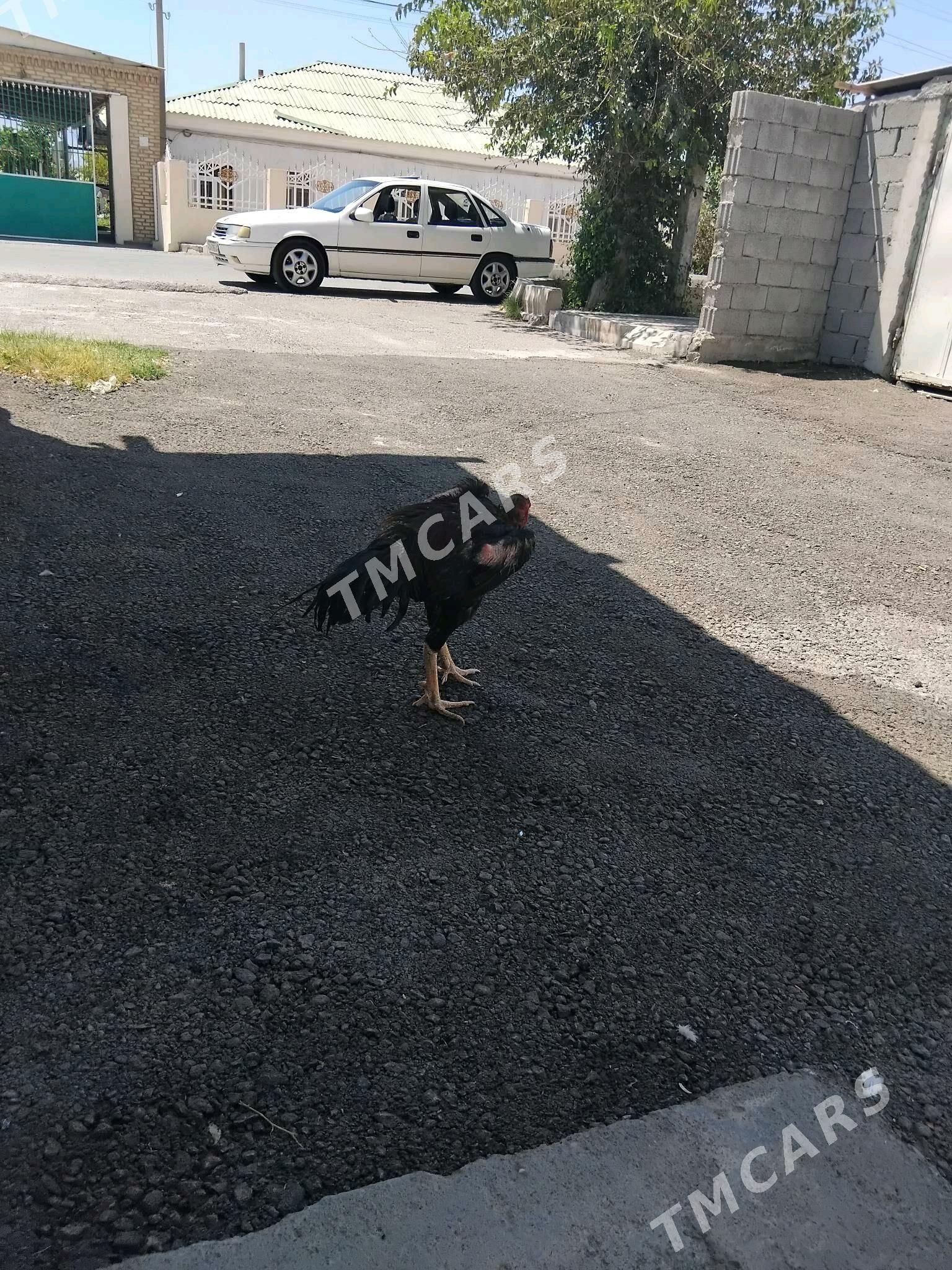 taşkent horoz - Gypjak - img 2