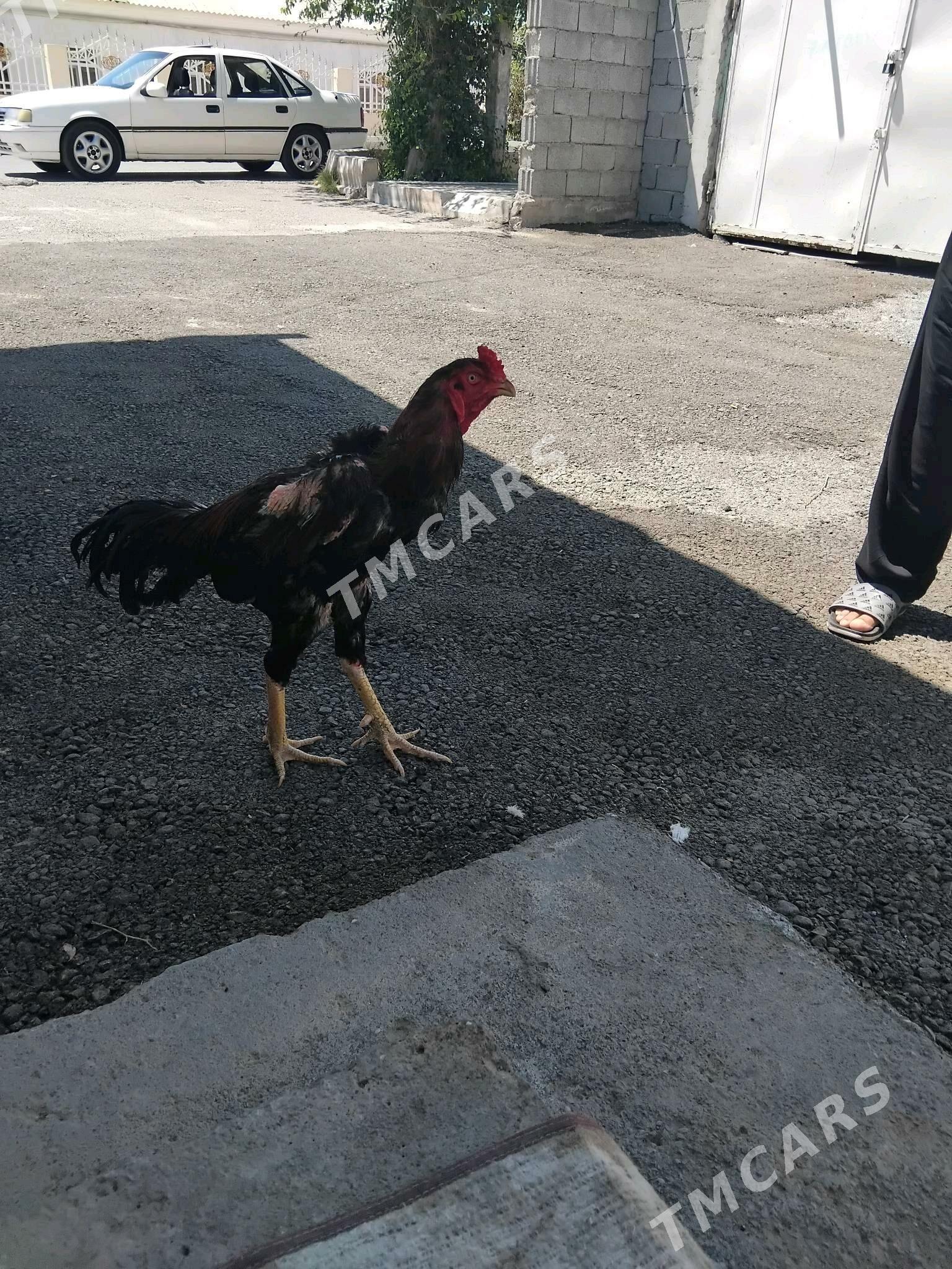 taşkent horoz - Gypjak - img 3