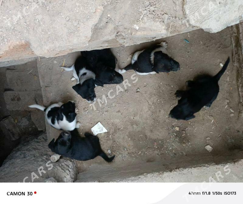 gujik - Дашогуз - img 2