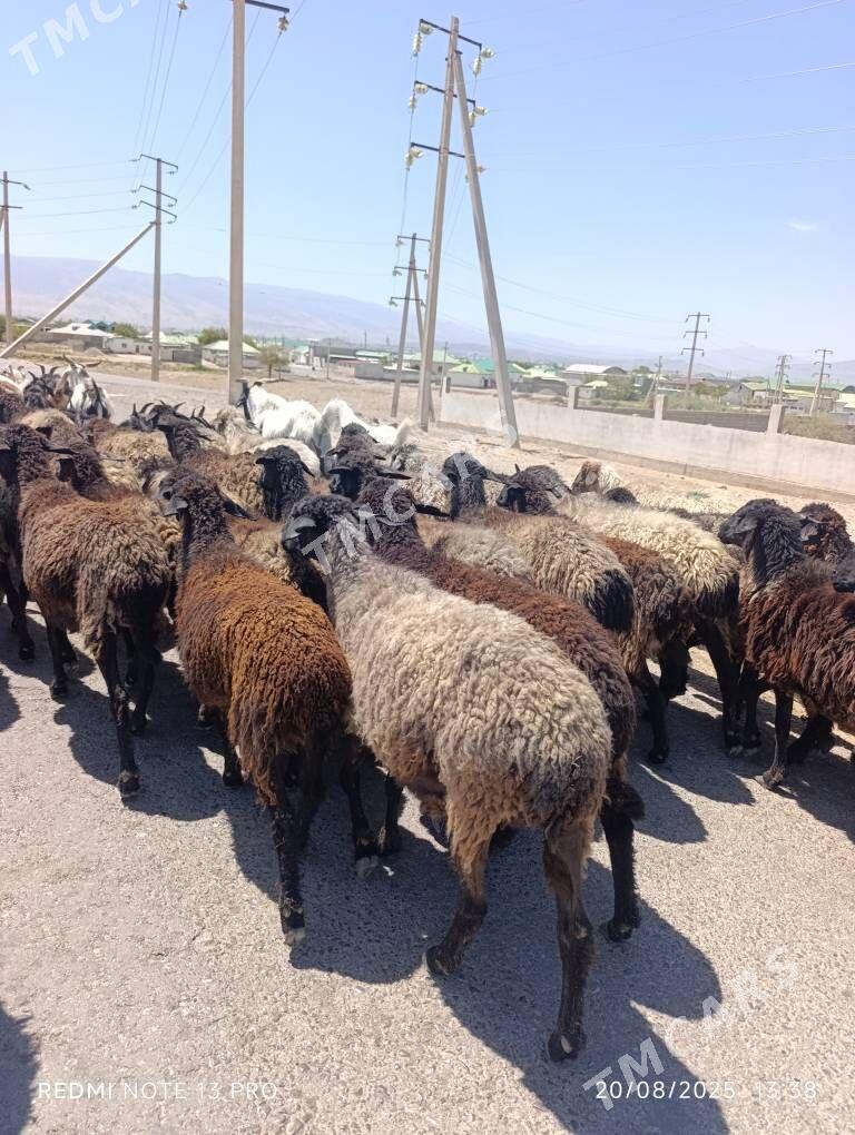 gara kol goyun - Aşgabat - img 2