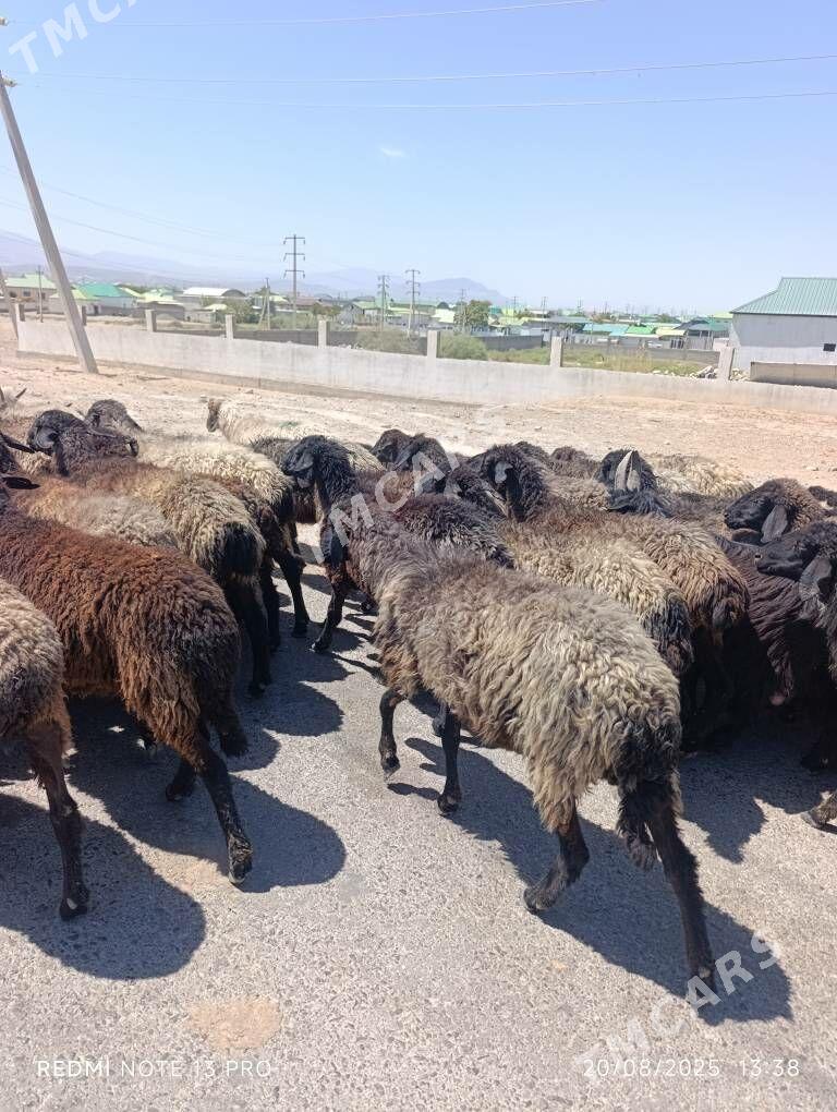 gara kol goyun - Aşgabat - img 6