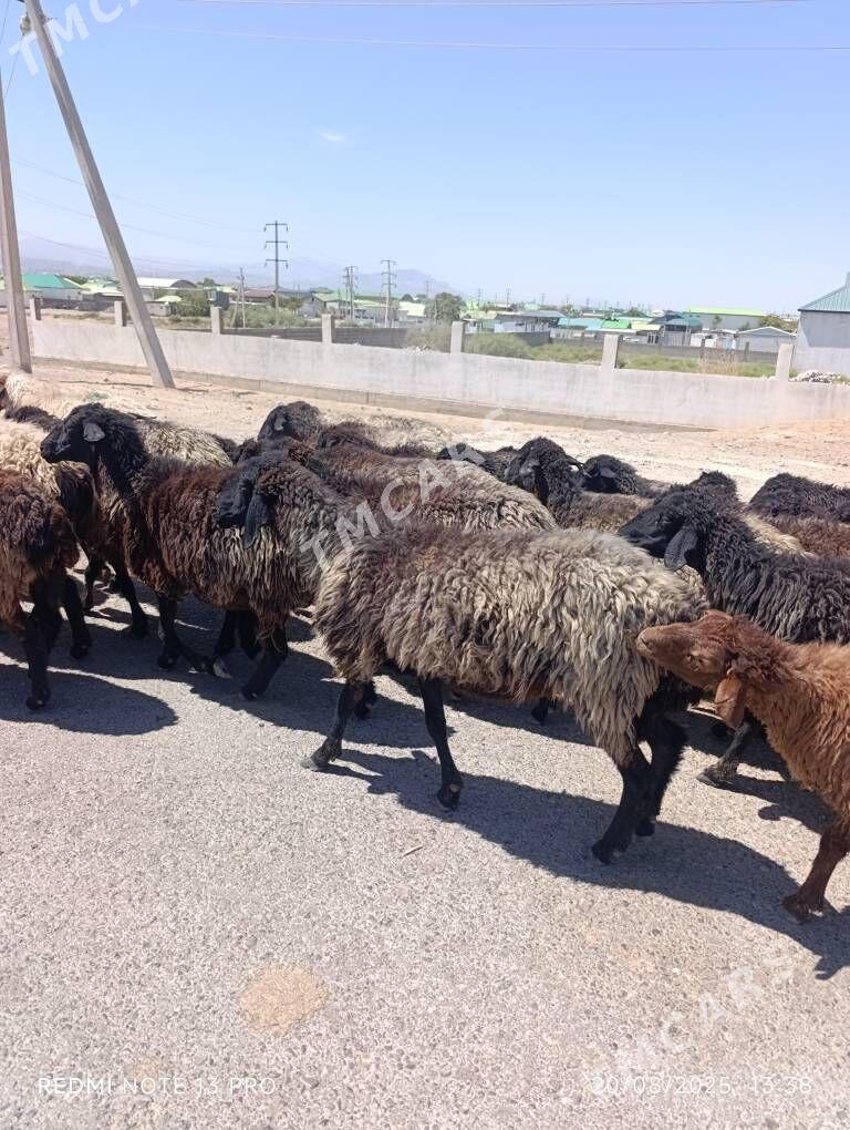 gara kol goyun - Aşgabat - img 3