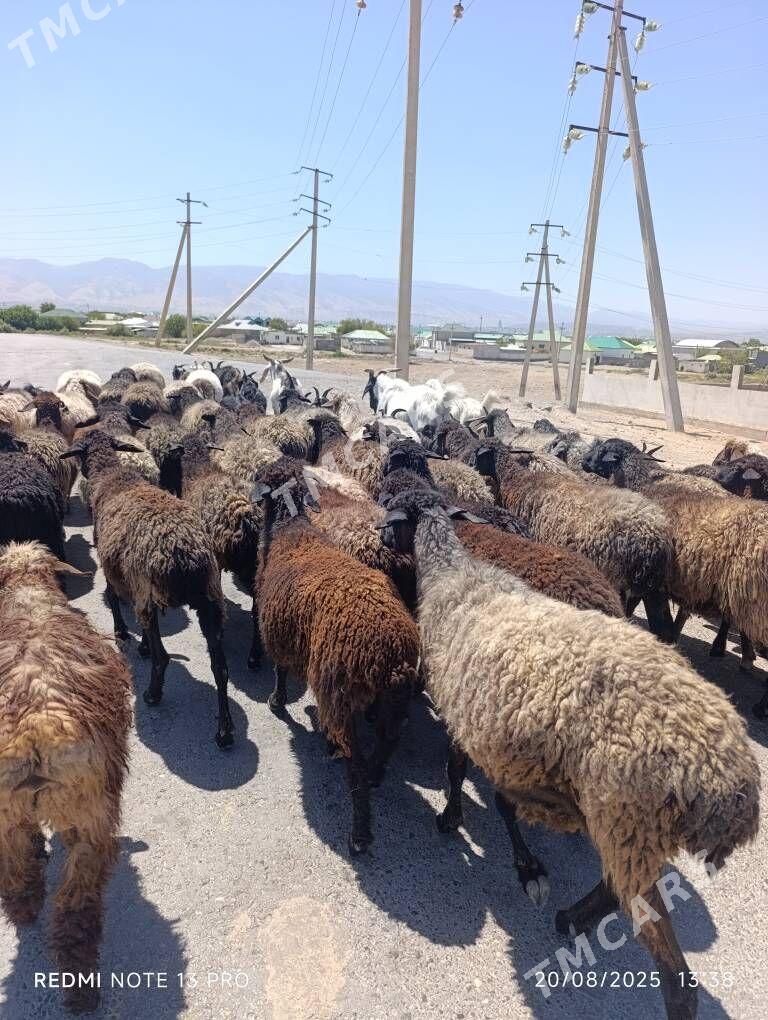 gara kol goyun - Aşgabat - img 4