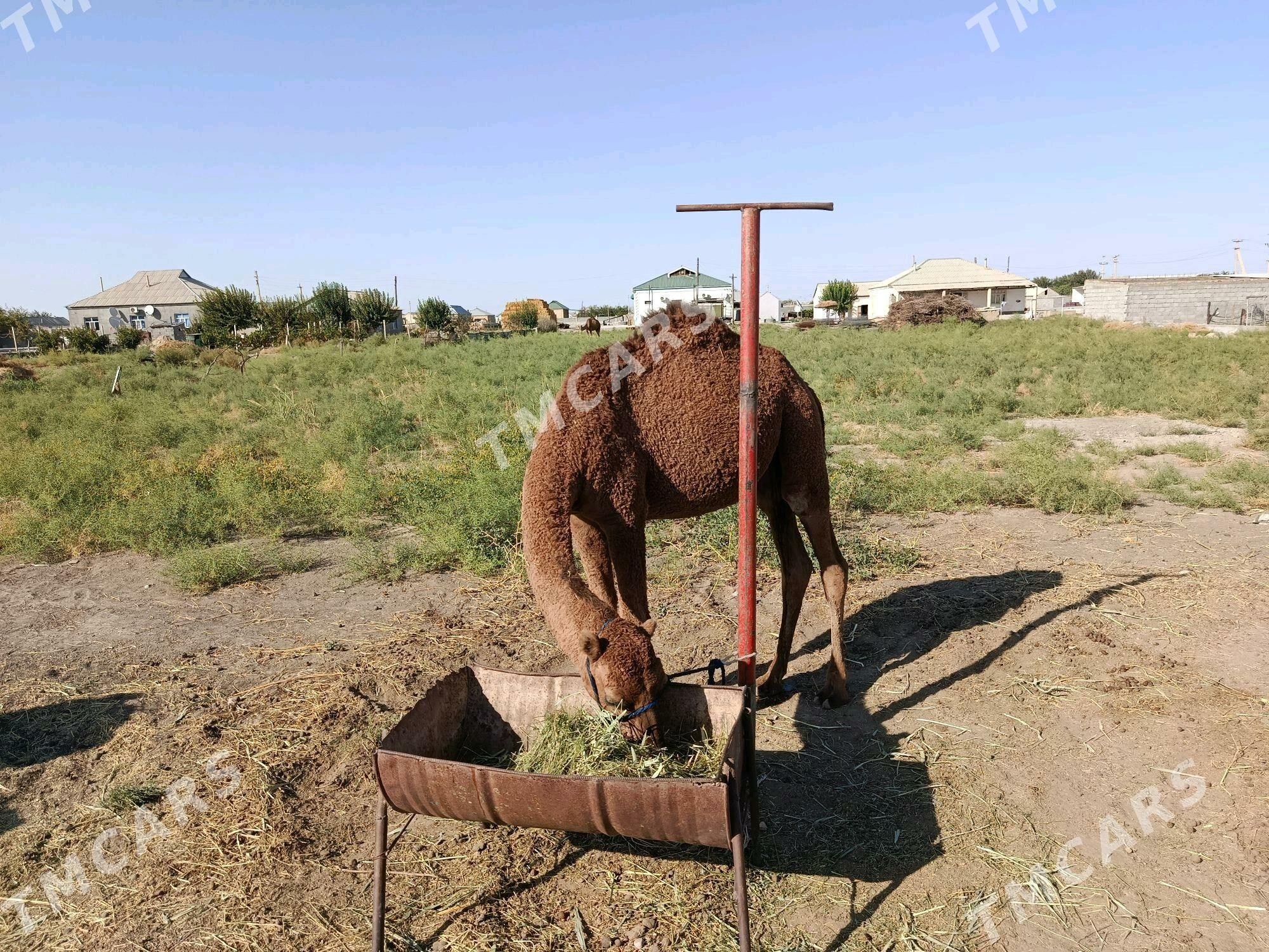 ogşuk - Гёкдепе - img 2