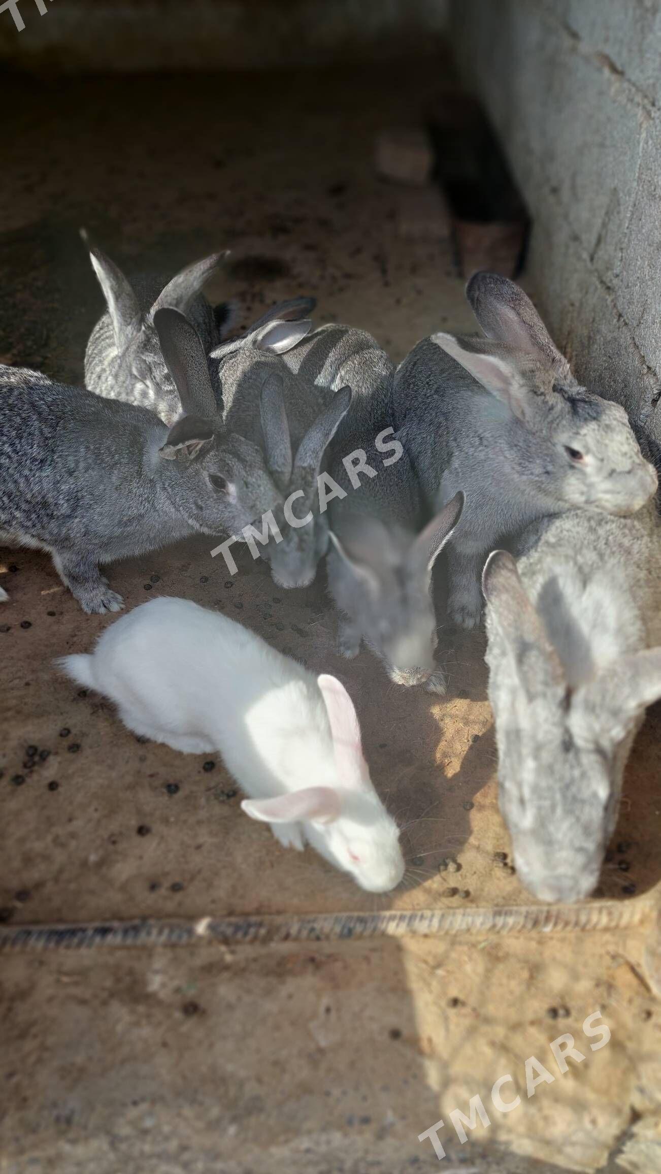 towsan - Gypjak - img 2