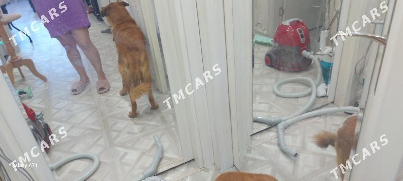 sobaka - Aşgabat - img 6