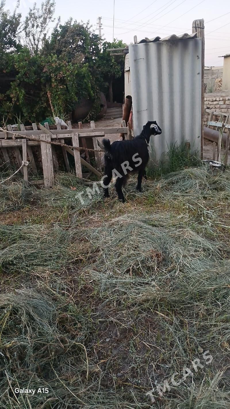 Bogoz geci - Mary - img 2