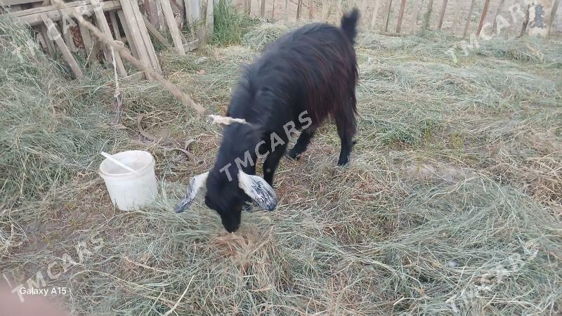 Bogoz geci - Mary - img 3