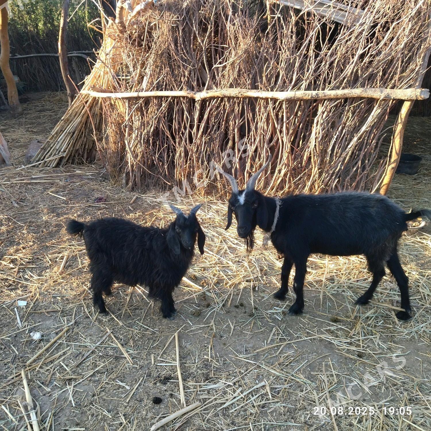 owlakly geci - Köneürgenç - img 2