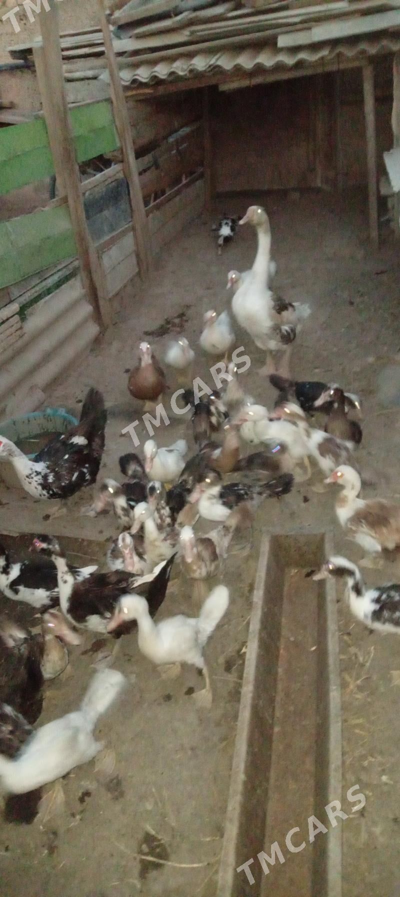 indehudka gazlar - Köşi - img 1